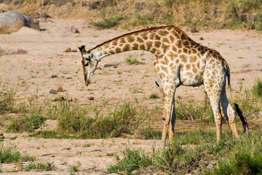 Specie Giraffa camelopardalis