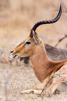 Specie Aepyceros melampus