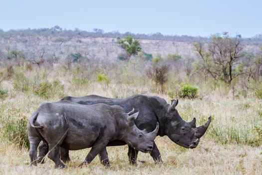 Specie Ceratotherium simum simum family of Rhinocerotidae