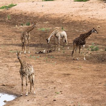 Specie Giraffa camelopardalis family of Giraffidae