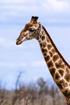 Specie Giraffa camelopardalis family of Giraffidae