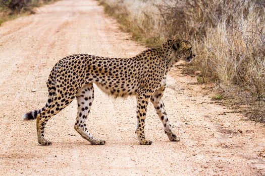 Specie Acinonyx jubatus family of felidae