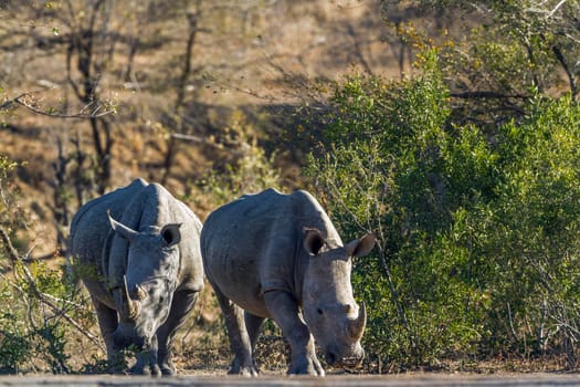 Specie Ceratotherium simum simum family of Rhinocerotidae