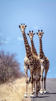 Specie Giraffa camelopardalis family of Giraffidae