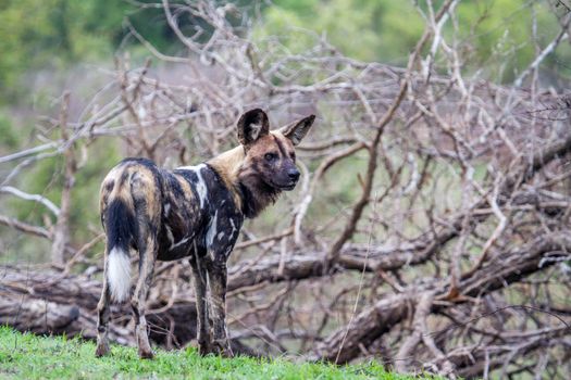 Specie Lycaon pictus family of Canidae