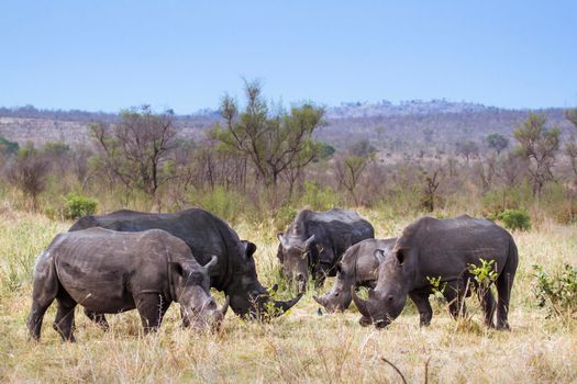 Specie Ceratotherium simum simum family of Rhinocerotidae