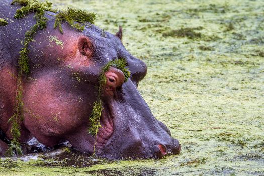 Specie hippopotame amphibie family of Hippopotamidae