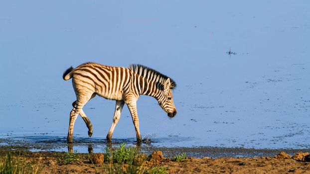 Specie Equus quagga burchellii family of equidae