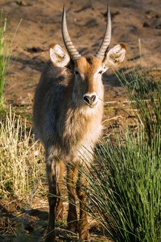 Specie Kobus ellipsiprymnus family of bovidae