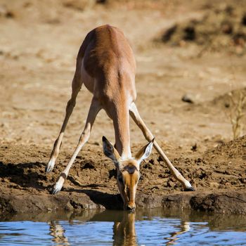 Specie Aepyceros melampus family of bovidae