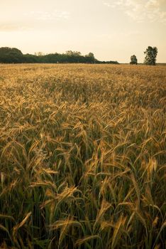 Wheat field in the early morning. Golden ears of wheat sunlit. Wheat field with blue and golden sky and trees.