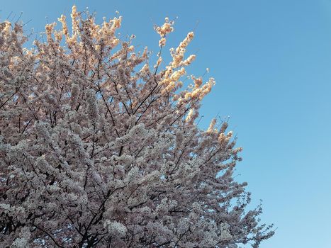 Tree filled with cherry flowers and blue clear sky
