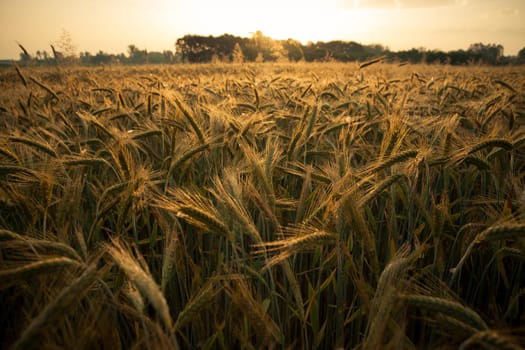 Wheat field in the early morning. Golden ears of wheat sunlit. Wheat field with blue and golden sky and trees.