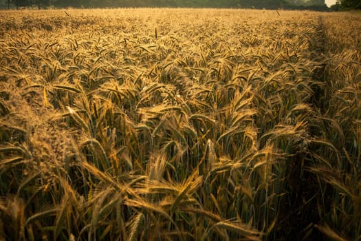 Wheat field in the early morning. Golden ears of wheat sunlit. Full frame of Wheat feald