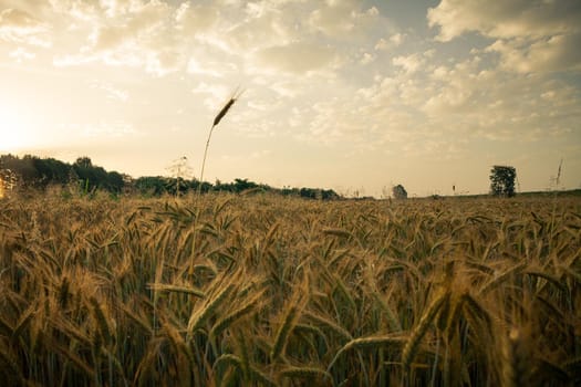 Wheat field in the early morning. Golden ears of wheat sunlit. Wheat field with blue and golden sky and trees.