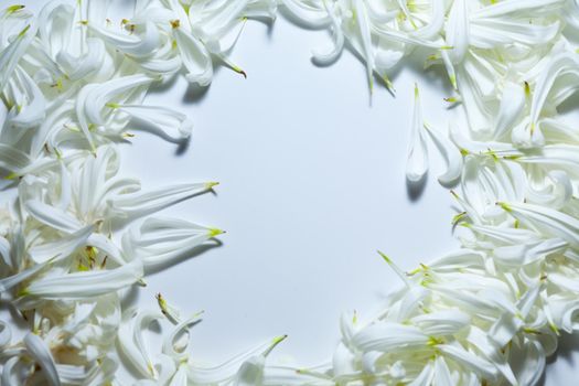 Blank white space surrounded with white petals, romantic background and space for text