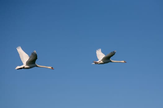 Two swans in flight. Two adult swans on a blue background in flight.