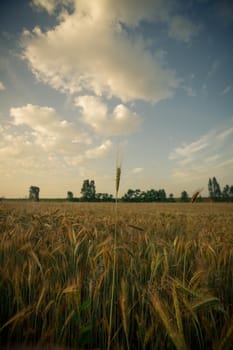 Wheat field in the early morning. Golden ears of wheat sunlit. Wheat field with blue and golden sky and trees.