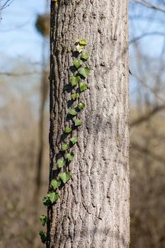 Ivy on a tree. A small section of ivy on a white willow.