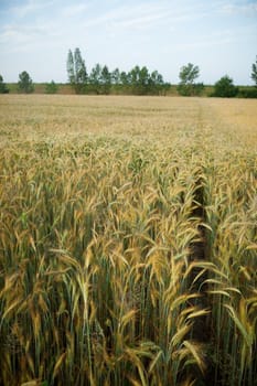 Wheat field in the early morning. Golden ears of wheat sunlit. Wheat field with blue and golden sky and trees.