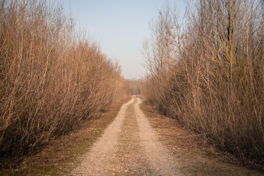 Long straight country road. Naked trees on both sides. Beautiful morning.