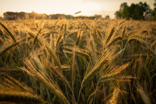 Wheat field in the early morning. Golden ears of wheat sunlit. Wheat field with blue and golden sky and trees.