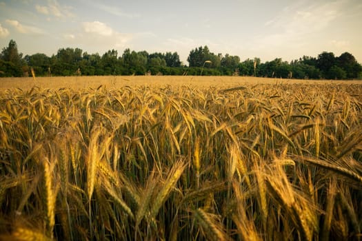 Wheat field in the early morning. Golden ears of wheat sunlit. Wheat field with blue and golden sky and trees.