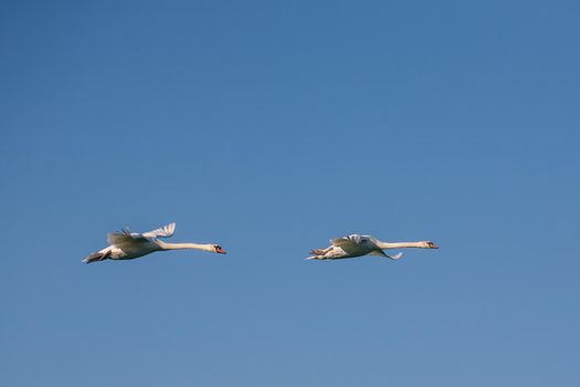 Two swans in flight. Two adult swans on a blue background in flight.