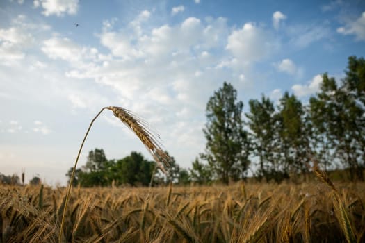 Wheat field in the early morning. Golden ears of wheat sunlit. Wheat field with blue and golden sky and trees.