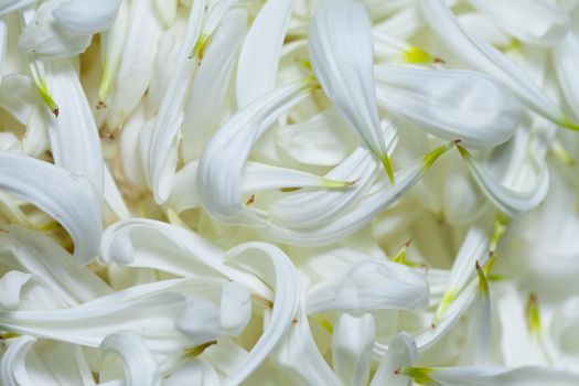 Full frame of white petals, romantic background. A lots of petals. Place for text over it.