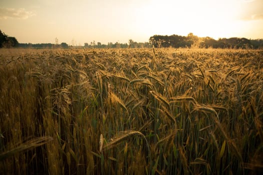 Wheat field in the early morning. Golden ears of wheat sunlit. Wheat field with blue and golden sky and trees.