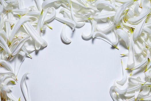 Blank white space surrounded with white petals, romantic background and space for text