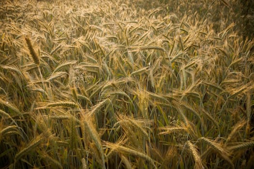 Wheat field in the early morning. Golden ears of wheat sunlit. Full frame of Wheat feald