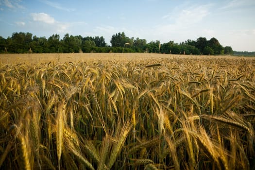 Wheat field in the early morning. Golden ears of wheat sunlit. Wheat field with blue and golden sky and trees.