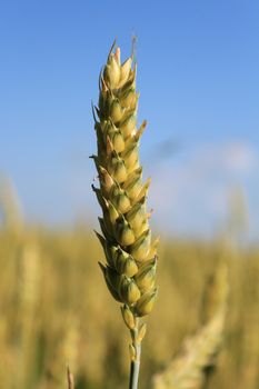 CloseUp of a straw wheat. Not yet yellow. Still green.