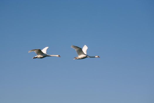 Two swans in flight. Two adult swans on a blue background in flight.