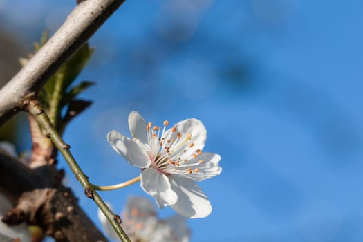 Just bloomed white flower on dam. Spring flower.
