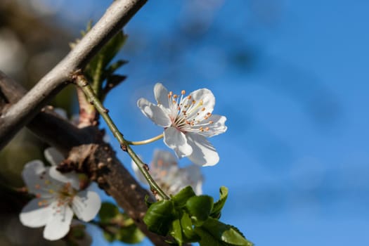 Just bloomed white flower on dam. Spring flower.
