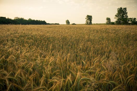 Wheat field in the early morning. Golden ears of wheat sunlit. Wheat field with blue and golden sky and trees.