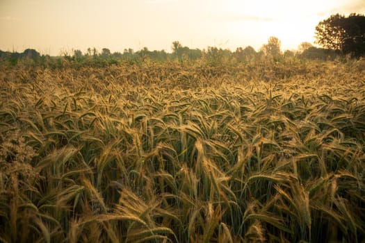 Wheat field in the early morning. Golden ears of wheat sunlit. Wheat field with blue and golden sky and trees.