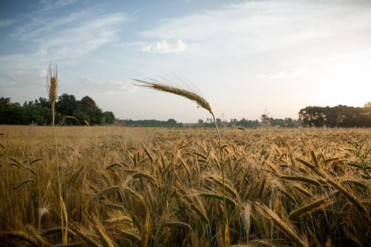 Wheat field in the early morning. Golden ears of wheat sunlit. Wheat field with blue and golden sky and trees.