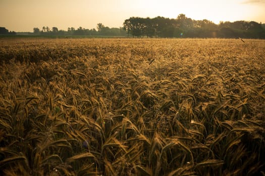 Wheat field in the early morning. Golden ears of wheat sunlit. Wheat field with blue and golden sky and trees.