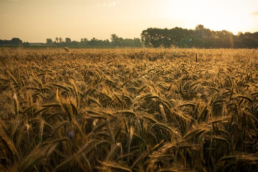 Wheat field in the early morning. Golden ears of wheat sunlit. Wheat field with blue and golden sky and trees.