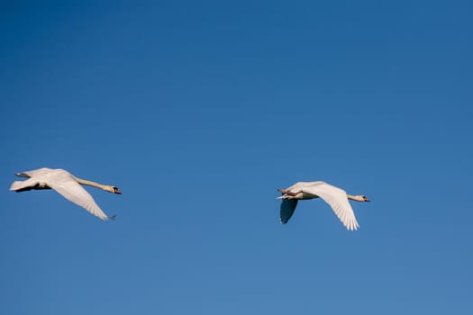 Two swans in flight. Two adult swans on a blue background in flight.