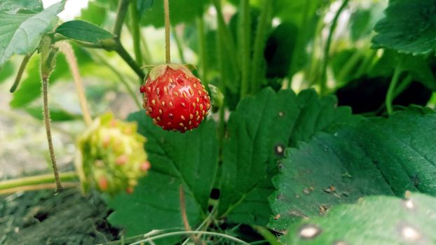 Fresh Ripe Strawberries On A Branch. Strawberry berries on a green bush.