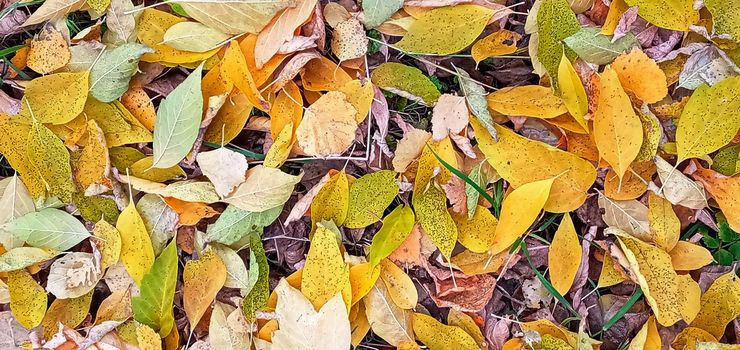 Colorful seasonal autumn background pattern, Vibrant carpet of fallen forest leaves. Autumn beauty of nature. Autumn background with multicolored leaves.