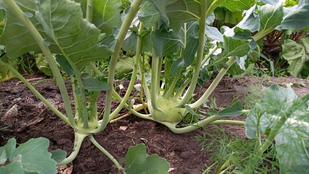 Kohlrabi cabbage growing in garden. Kohlrabi or turnip cabbage in vegetable bed