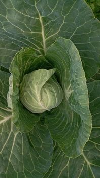 Ripe harvest on a Farm or Greenhouse. Cabbage head growing on the vegetable bed.