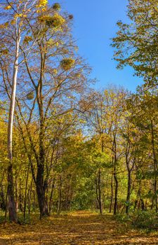 Sofievsky arboretum or Sofiyivsky Park in Uman, on a sunny autumn day