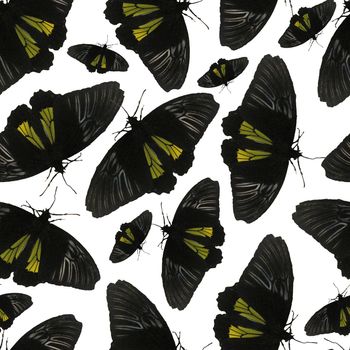 Seamless Pattern with Black butterfly on white background. Digital Paper with Black moth on white backdrop.